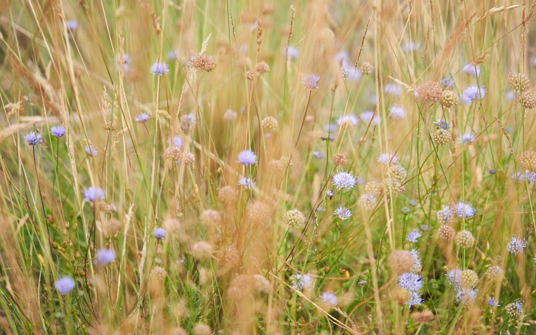 Création d’un inventaire de la biodiversité cantepienne