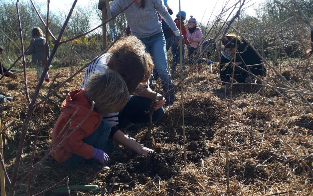 Plantation de la mini-Forêt Miyawaki de Chantepie