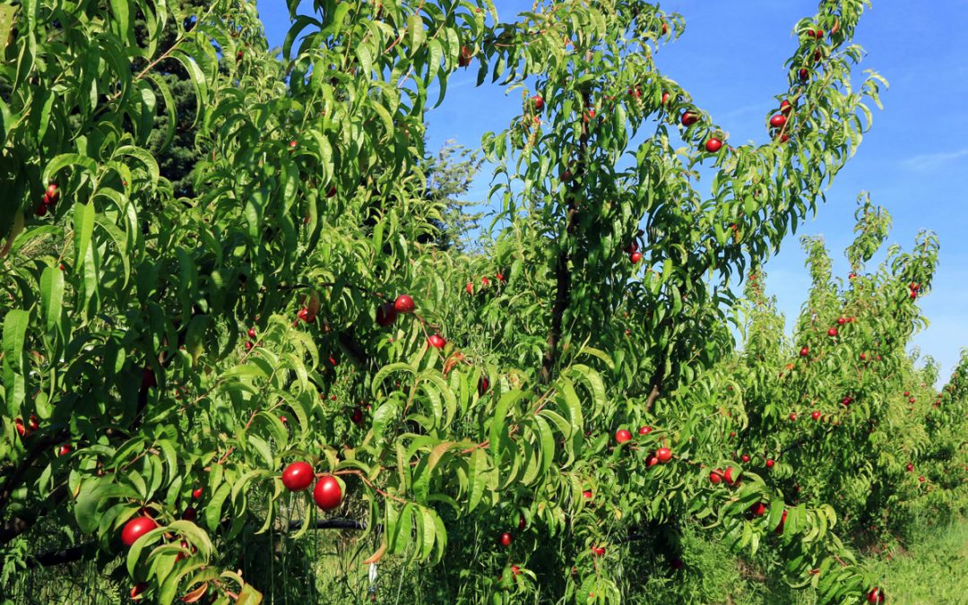 Envie de fruits en libre-accès dans votre quartier ?