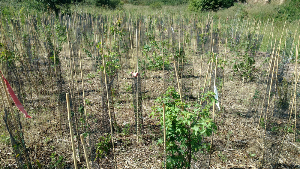 La mini-forêt cantepienne plantée mi-mars prend des couleurs