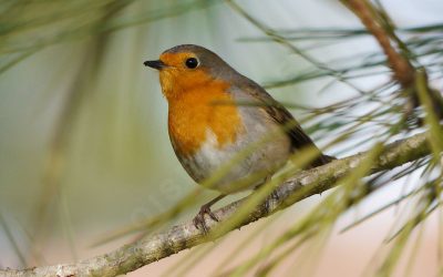 Rouge-gorge