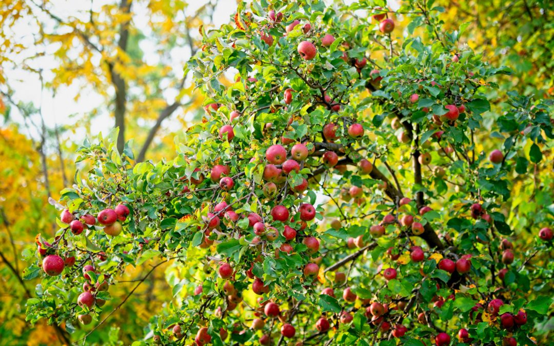 Plantations « des fruitiers dans tous les quartiers »