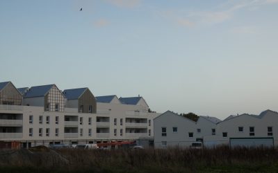 Faucon crécerelle