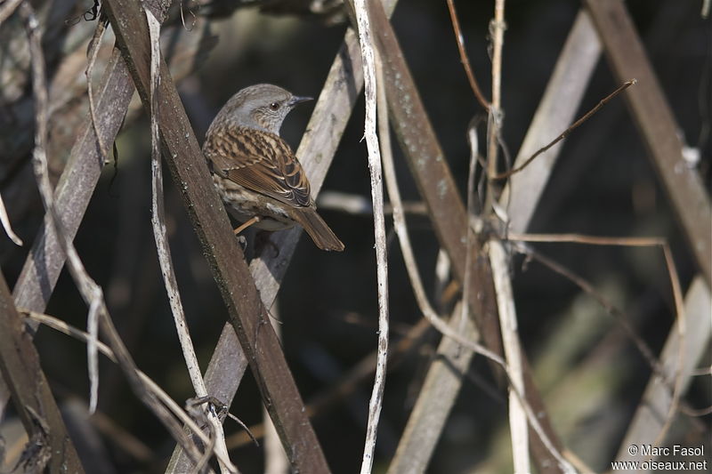 Balade naturaliste, lancement d’un premier inventaire de la biodiversité cantepienne