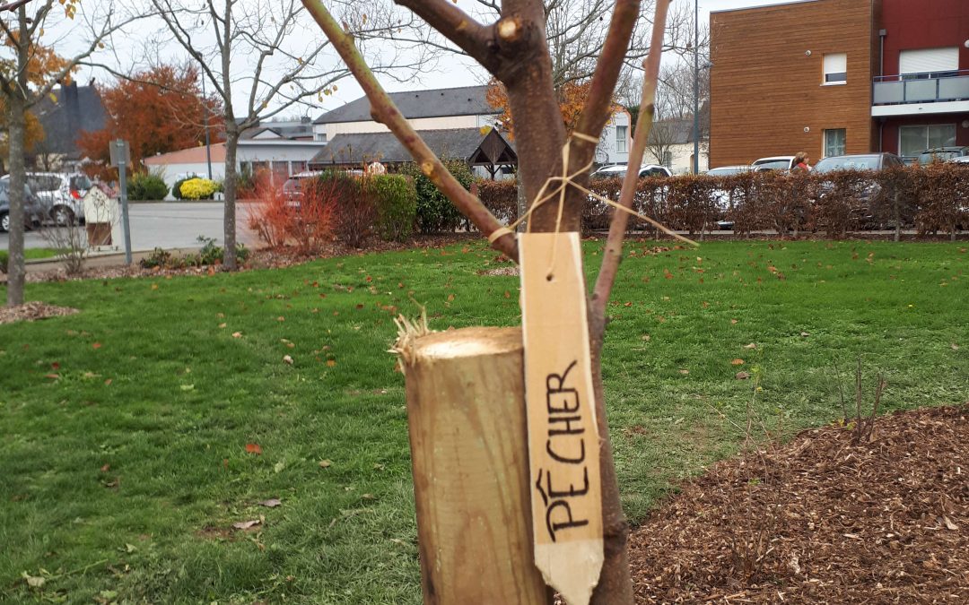 Lettre ouverte à la ville : une naissance, un arbre à Chantepie