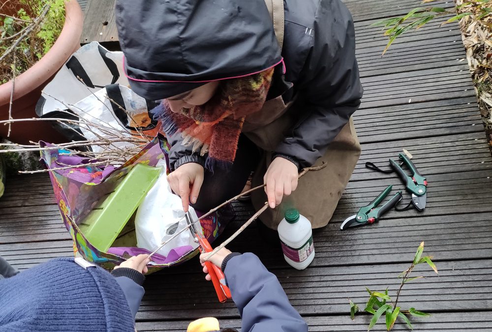 Atelier Bouture de petits fruitiers à l’école des Landes