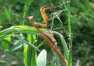 Mante religieuse (Mantis religiosa)