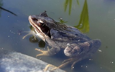 Grenouille agile