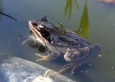 Grenouille agile