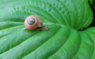 Escargot