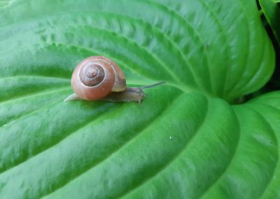 Escargot