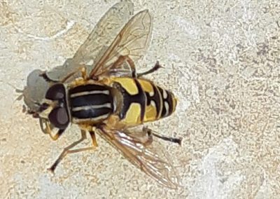 Hélophile suspendu (Helophilus pendulus)
