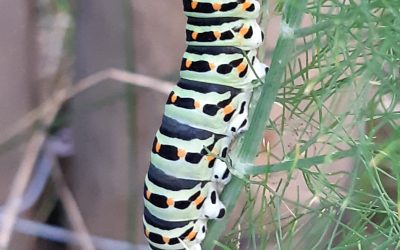 Machaon (chenille)