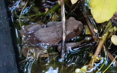 Crapaud commun