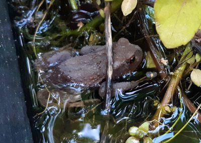 Crapaud commun