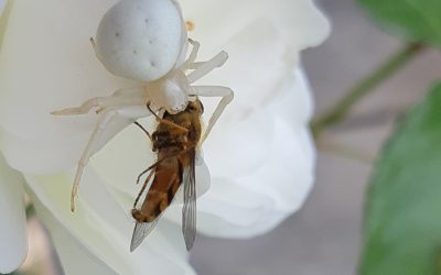 Thomise variable (Misumena vatia)