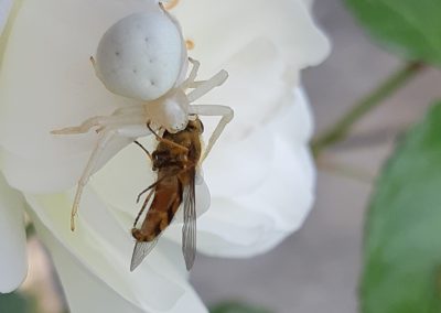 Thomise variable (Misumena vatia)