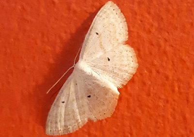 Acidalie des pâturages (Scopula immutata)