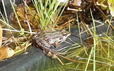 Grenouille verte (Pelophylax)