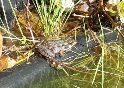 Grenouille verte (Pelophylax)