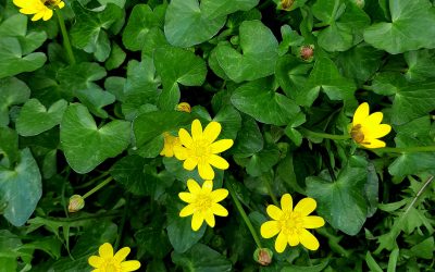 Ficaire (Ranunculus ficaria)