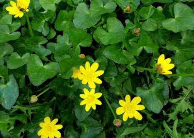 Ficaire (Ranunculus ficaria)