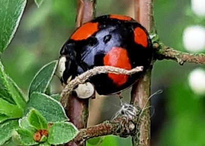 Coccinelle asiatique (Harmonia axyridis)