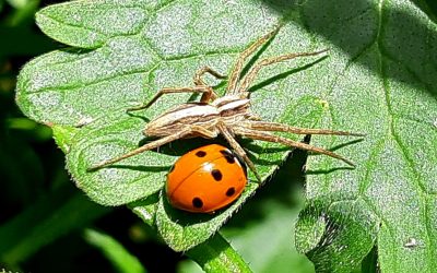 Un curieux duo (Pisaure admirable et coccinelle à 7 points)