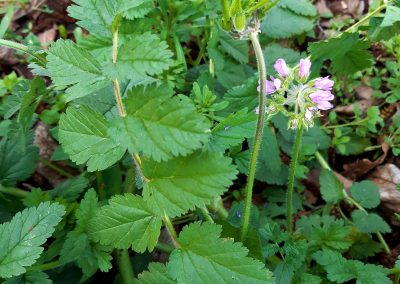 Erodium Musqué (bec-de-grue)