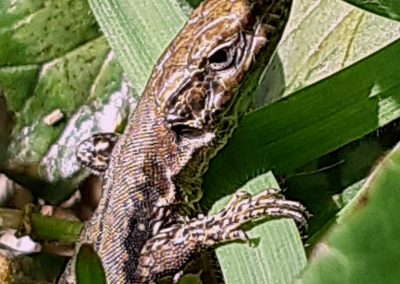Lézard des murailles