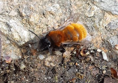 Andrène Fauve (Andrena fulva)