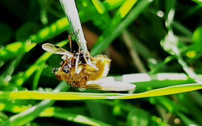 Scatophage du fumier (Scathophaga stercoraria) en plein repas