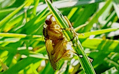 Scatophage du fumier (Scathophaga stercoraria)