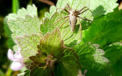 Pisaure admirable (Pisaura mirabilis) sur une feuille de Lamier pourpre