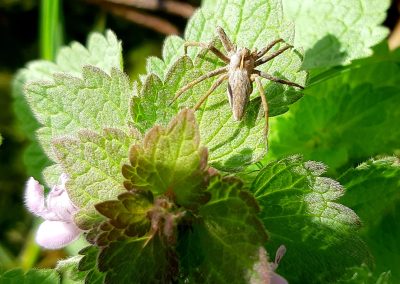 Pisaure admirable (Pisaura mirabilis) sur une feuille de Lamier pourpre