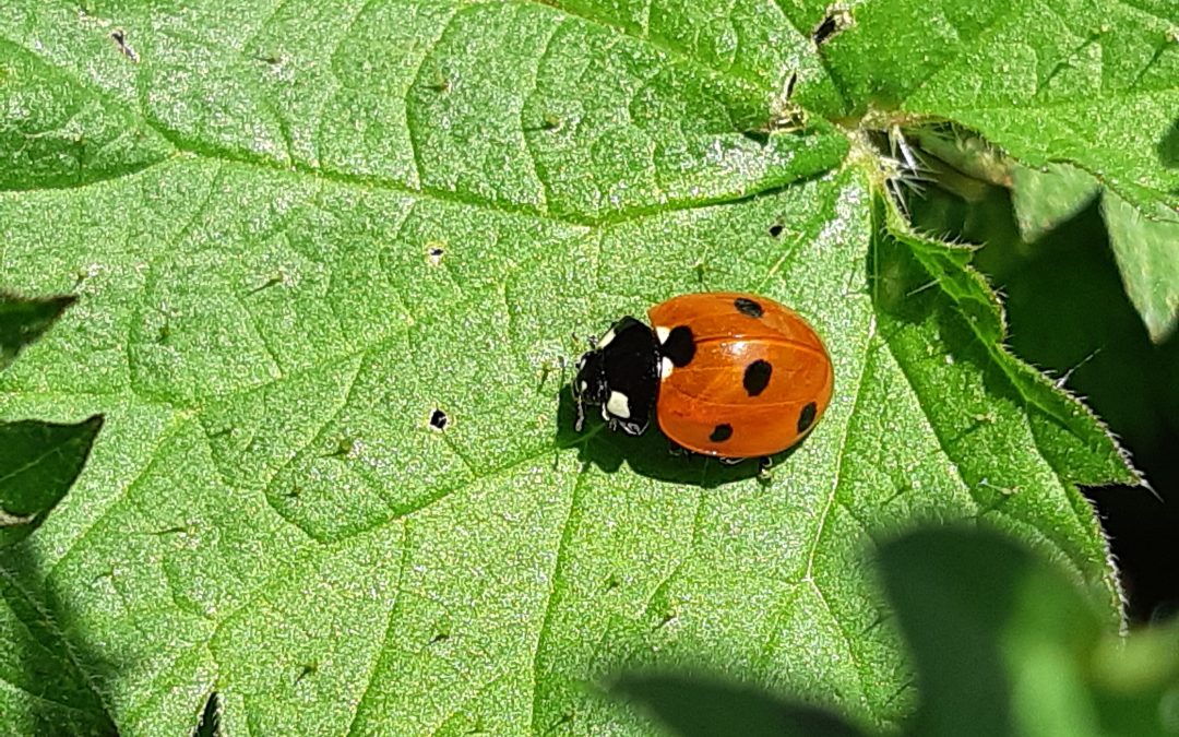 Défi coccinelles du 16 avril au 18 juin 2023