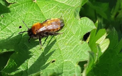 Andrène Fauve (Andrena fulva)