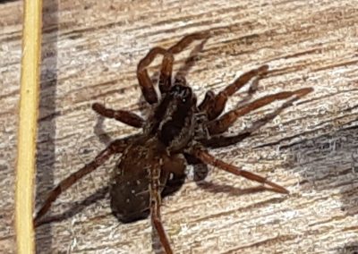 Araignée