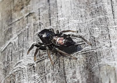 Heliophanus cupreus (probable)