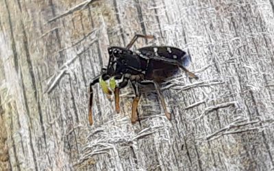 Heliophanus cupreus (probable)