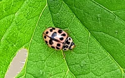 Coccinelle rose (Oenopia conglobata)