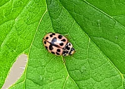 Coccinelle rose (Oenopia conglobata)