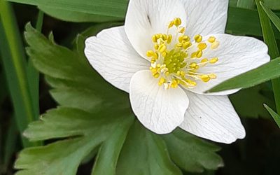 Anémone Sylvie (Anemone nemorosa)