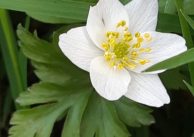 Anémone Sylvie (Anemone nemorosa)