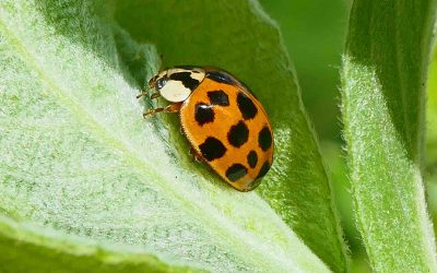 Coccinelle asiatique (Harmonia axyridis)