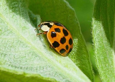 Coccinelle asiatique (Harmonia axyridis)