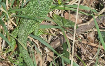 Lézard vert (Lacerta bilineata)