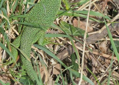 Lézard vert (Lacerta bilineata)