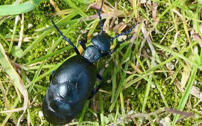 Méloé (Meloe proscarabeus)