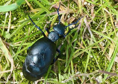 Méloé (Meloe proscarabeus)